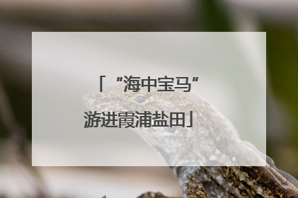 “海中宝马”游进霞浦盐田