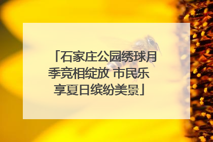 石家庄公园绣球月季竞相绽放 市民乐享夏日缤纷美景