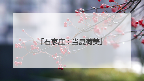 石家庄：当夏荷美
