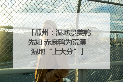 瓜州：湿地景美鸭先知 赤麻鸭为荒漠湿地“上大分”