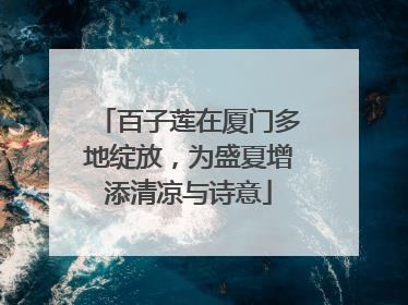 百子莲在厦门多地绽放，为盛夏增添清凉与诗意