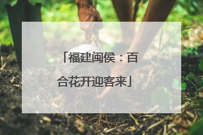 福建闽侯：百合花开迎客来
