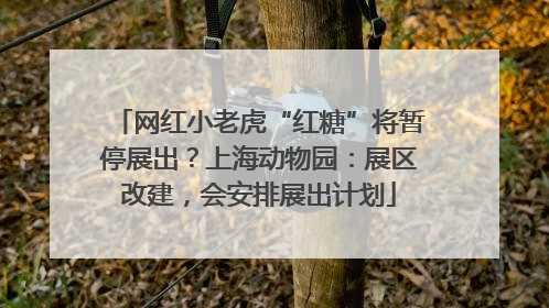 网红小老虎“红糖”将暂停展出？上海动物园：展区改建，会安排展出计划