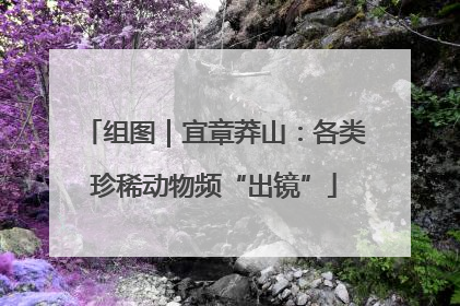 组图｜宜章莽山：各类珍稀动物频“出镜”
