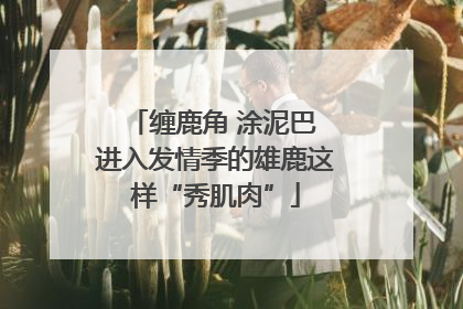 缠鹿角 涂泥巴 进入发情季的雄鹿这样“秀肌肉”