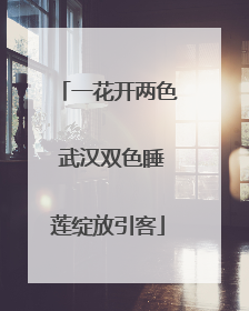 一花开两色 武汉双色睡莲绽放引客