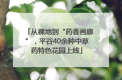 从裸地到“药香画廊”，平谷40余种中草药特色花园上线