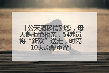 公天鹅移情别恋，母天鹅拒绝相亲，饲养员将“新欢”送走，时隔10天原配重逢