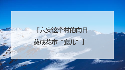 六安这个村的向日葵成花市“宠儿”