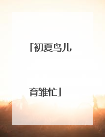 初夏鸟儿育雏忙