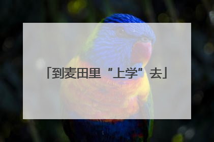 到麦田里“上学”去