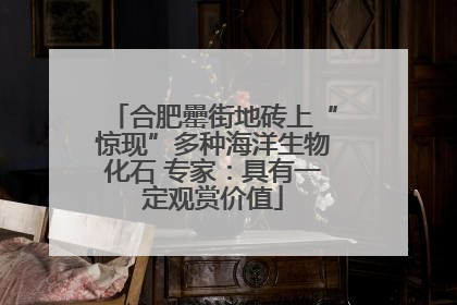 合肥罍街地砖上“惊现”多种海洋生物化石 专家：具有一定观赏价值