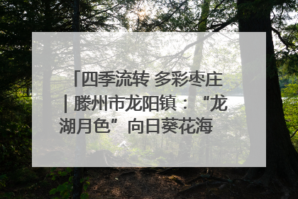 四季流转 多彩枣庄｜滕州市龙阳镇：“龙湖月色”向日葵花海 绘就乡村振兴新画卷