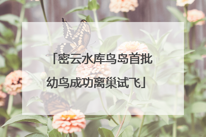 密云水库鸟岛首批幼鸟成功离巢试飞