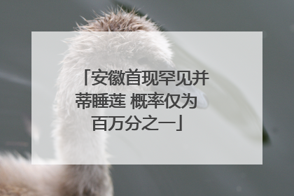 安徽首现罕见并蒂睡莲 概率仅为百万分之一