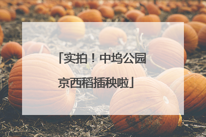 实拍！中坞公园京西稻插秧啦