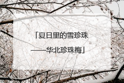 夏日里的雪珍珠——华北珍珠梅