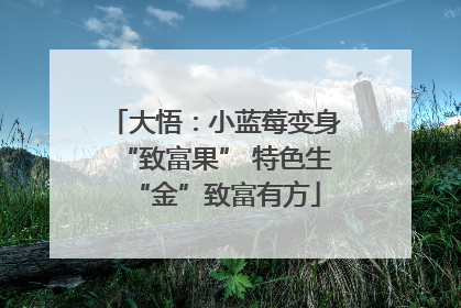 大悟：小蓝莓变身“致富果” 特色生“金”致富有方