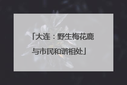 大连：野生梅花鹿与市民和谐相处