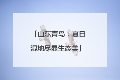 山东青岛：夏日湿地尽显生态美