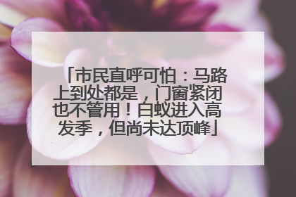 市民直呼可怕：马路上到处都是，门窗紧闭也不管用！白蚁进入高发季，但尚未达顶峰