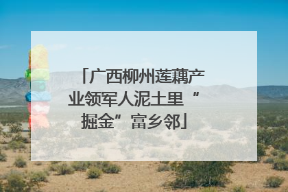 广西柳州莲藕产业领军人泥土里“掘金”富乡邻
