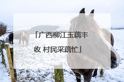 广西柳江玉藕丰收 村民采藕忙