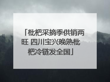 枇杷采摘季供销两旺 四川宝兴晚熟枇杷冷链发全国
