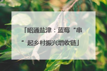 昭通盐津：蓝莓“串”起乡村振兴增收链
