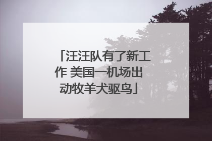 汪汪队有了新工作 美国一机场出动牧羊犬驱鸟