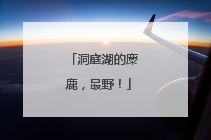 洞庭湖的麋鹿，最野！