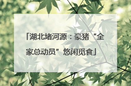 湖北堵河源：豪猪“全家总动员”悠闲觅食