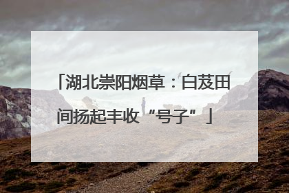 湖北崇阳烟草：白芨田间扬起丰收“号子”