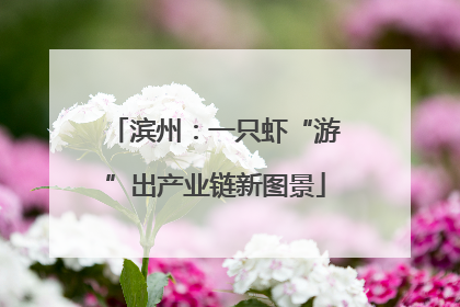 滨州：一只虾“游”出产业链新图景