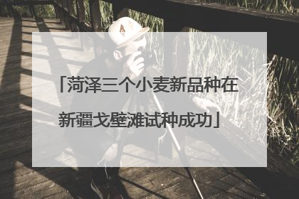 菏泽三个小麦新品种在新疆戈壁滩试种成功
