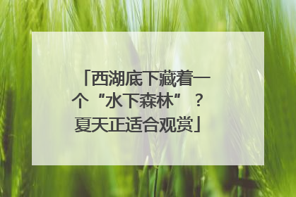 西湖底下藏着一个“水下森林”？夏天正适合观赏