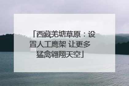 西藏羌塘草原：设置人工鹰架 让更多猛禽翱翔天空