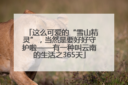 这么可爱的“雪山精灵”，当然是要好好守护啦——有一种叫云南的生活之365天