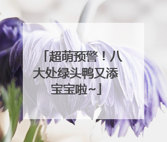 超萌预警！八大处绿头鸭又添宝宝啦~