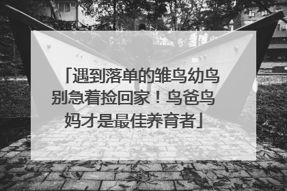 遇到落单的雏鸟幼鸟别急着捡回家！鸟爸鸟妈才是最佳养育者