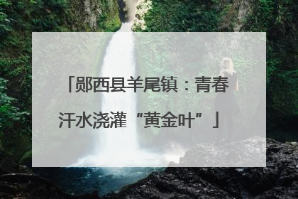 郧西县羊尾镇：青春汗水浇灌“黄金叶”
