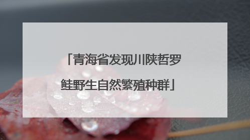 青海省发现川陕哲罗鲑野生自然繁殖种群