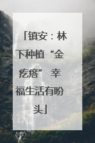 镇安：林下种植“金疙瘩” 幸福生活有盼头