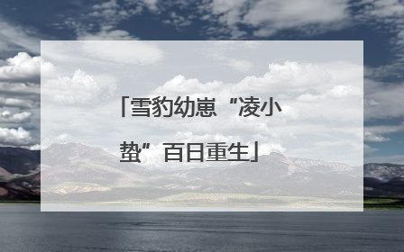 雪豹幼崽“凌小蛰”百日重生