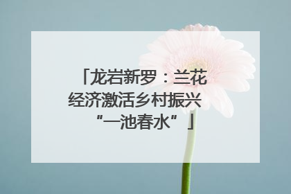 龙岩新罗：兰花经济激活乡村振兴“一池春水”