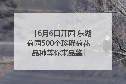 6月6日开园 东湖荷园500个珍稀荷花品种等你来品鉴